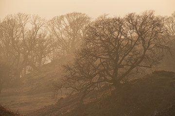 Evening light silhouetting trees on the lower slopes of Loughrigg Fell, Lake District, UK