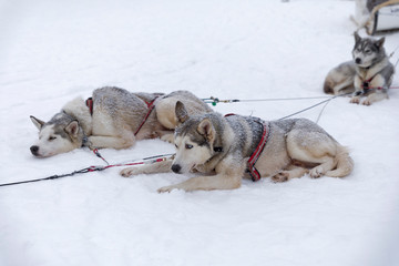 Huskys ruhen im Schnee