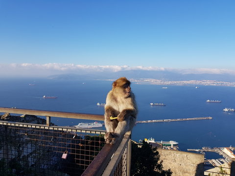 Berberaffe - Macaca sylvanus