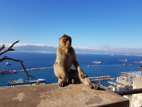 Berberaffe - Macaca sylvanus