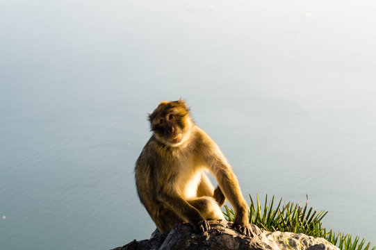 Berberaffe - Macaca sylvanus