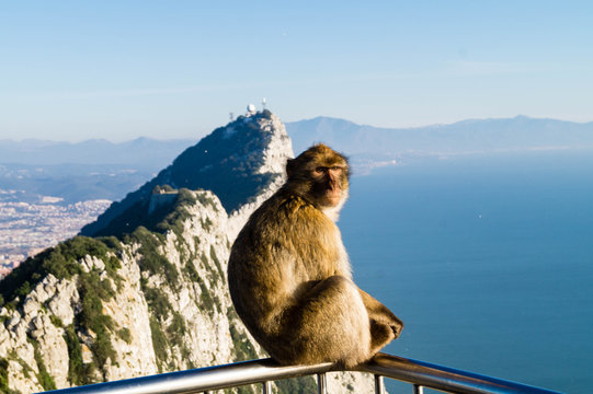 Berberaffe - Macaca sylvanus