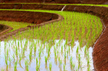 Green rice fields  on mountain