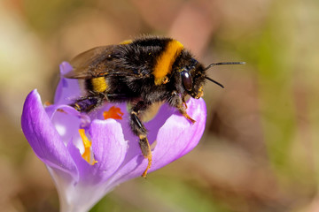 Dunkle Erdhummel