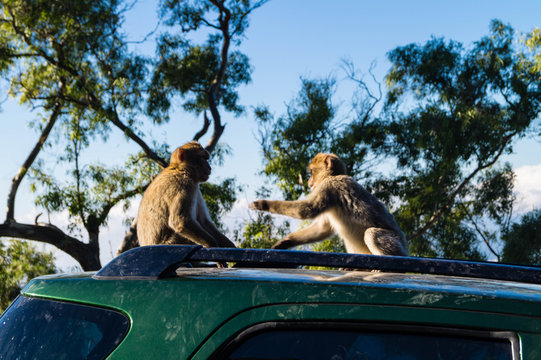 Berberaffe - Macaca sylvanus