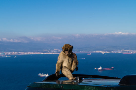 Berberaffe - Macaca sylvanus