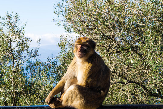 Berberaffe - Macaca sylvanus