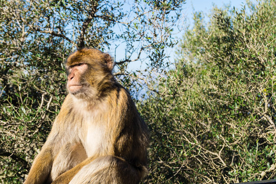 Berberaffe - Macaca sylvanus