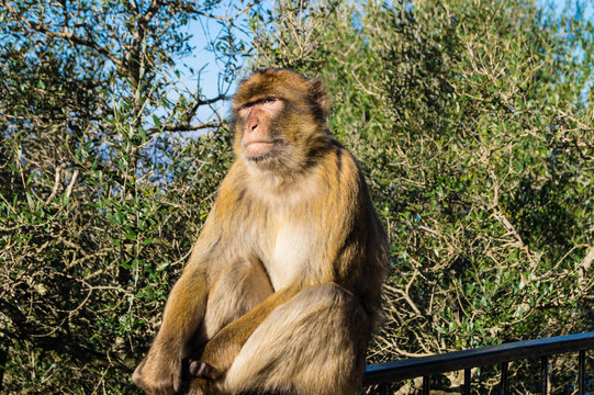 Berberaffe - Macaca sylvanus