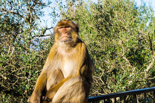Berberaffe - Macaca sylvanus