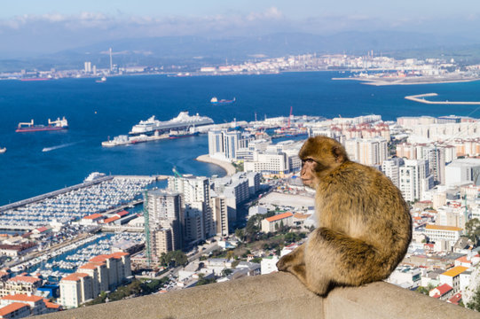 Berberaffe - Macaca sylvanus