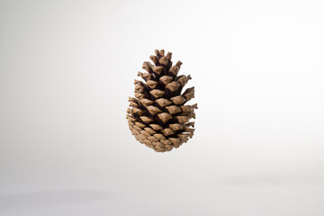 Pine cone in the air on a white background.