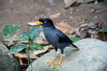 Common myna
