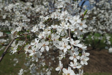 Completely opened flowers of Prunus cerasifera in spring