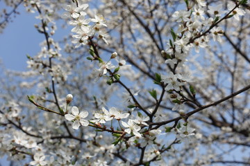 Crossed branches of blossoming Prunus cerasifera tree against blue sky