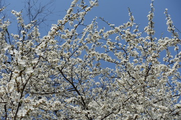 Fototapeta premium Flowering branches of Prunus cerasifera tree against blue sky