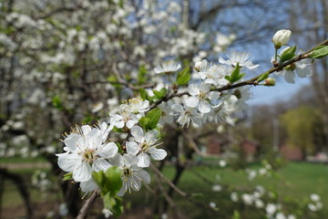 Fresh green leaves and white flowers on branches of Prunus cerasifera
