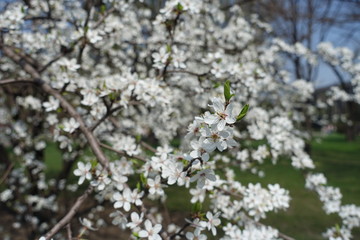 Great number of flowers of Prunus cerasifera in spring