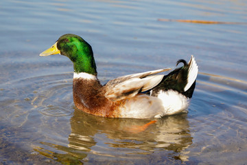 Canard