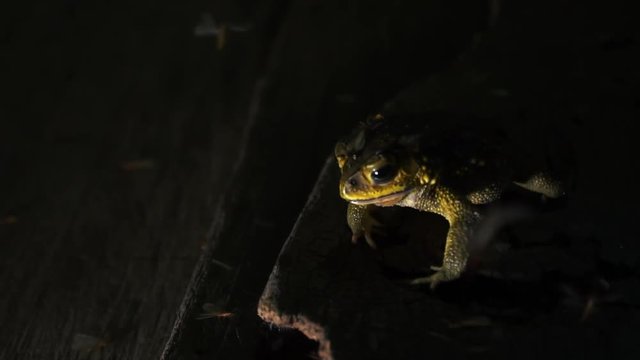 At night, the toad eating termites on wooden floor. Close up of toad in 4K. Low key toned image and free space for text.