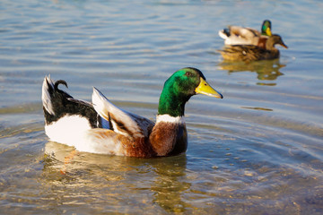 canard colvert