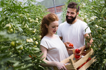 Two people collect pick up the harvest of tomato in greenhouse