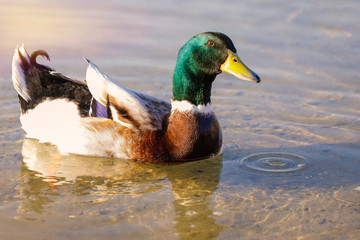 Canard colvert