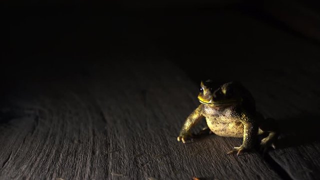 At night, the toad eating termites on wooden floor. Close up of toad in 4K. Low key toned image and free space for text.