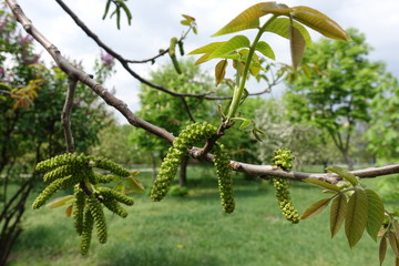 Branch of common walnut tree with fresh leaves and catkins in spring