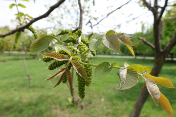 Young leaves and catkins of common walnut in spring