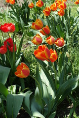 Two cultivars of tulips - red and reddish yellow flowers