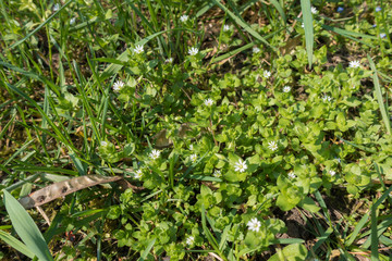 Flowering Stellaria media in the grass in spring