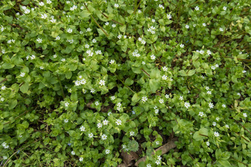 Fototapeta na wymiar Foliage and white flowers of Stellaria media in spring
