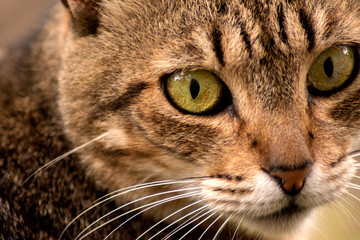 Cat Close Up