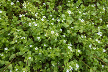 Fototapeta na wymiar White flowers of Stellaria media in spring