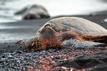 Hawaiian Sea Turtle