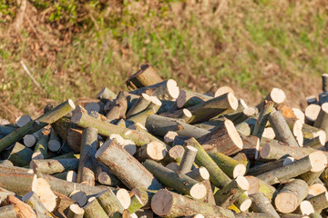 pile of willow firewood