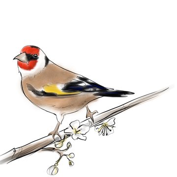 recommend clip art: Goldfinch bird, hand drawn graphic bird species. European goldfinch, Carduelis carduelis.
