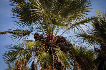 Fototapeta na wymiar Palm tree closeup