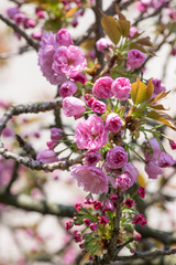 Prunus serrulata japanese cherry sakura tree branches in bloom, ornamental flowering tree with pink flowers nad buds