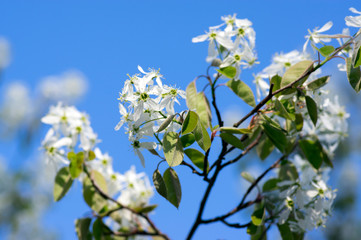 Amelanchier spicata tree in bloom, service berry white ornamental flowers and buds