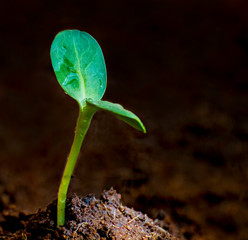 Growing new green sprout of sunflower, background of ground, start or beginning concept