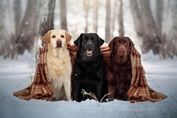  three labrador retriever dogs of different colors walking in a snowy forest beautiful portrait - obrazy, fototapety, plakaty