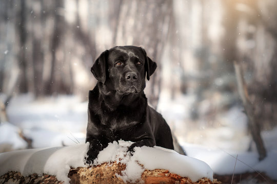  labrador retriever black beautiful portrait in the winter snowy forest magical light