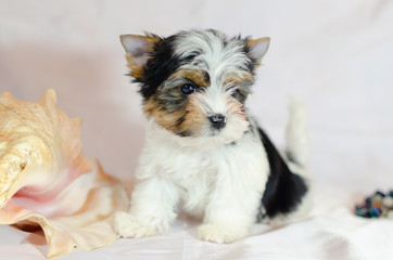 Two month old puppy Biewer-Yorkshire Terrier on a white background.  Dog with seashell.