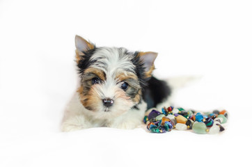 Two month old puppy Biewer-Yorkshire Terrier on a white background. Dog with colored decorations.