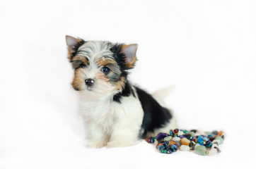 Two month old puppy Biewer-Yorkshire Terrier on a white background. Dog with colored decorations.