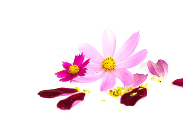 Obraz na płótnie Canvas Mexican Aster Flower Close up
