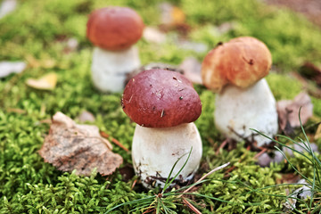 Porcini mushrooms in the forest