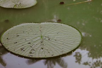 lago com vitoria regia